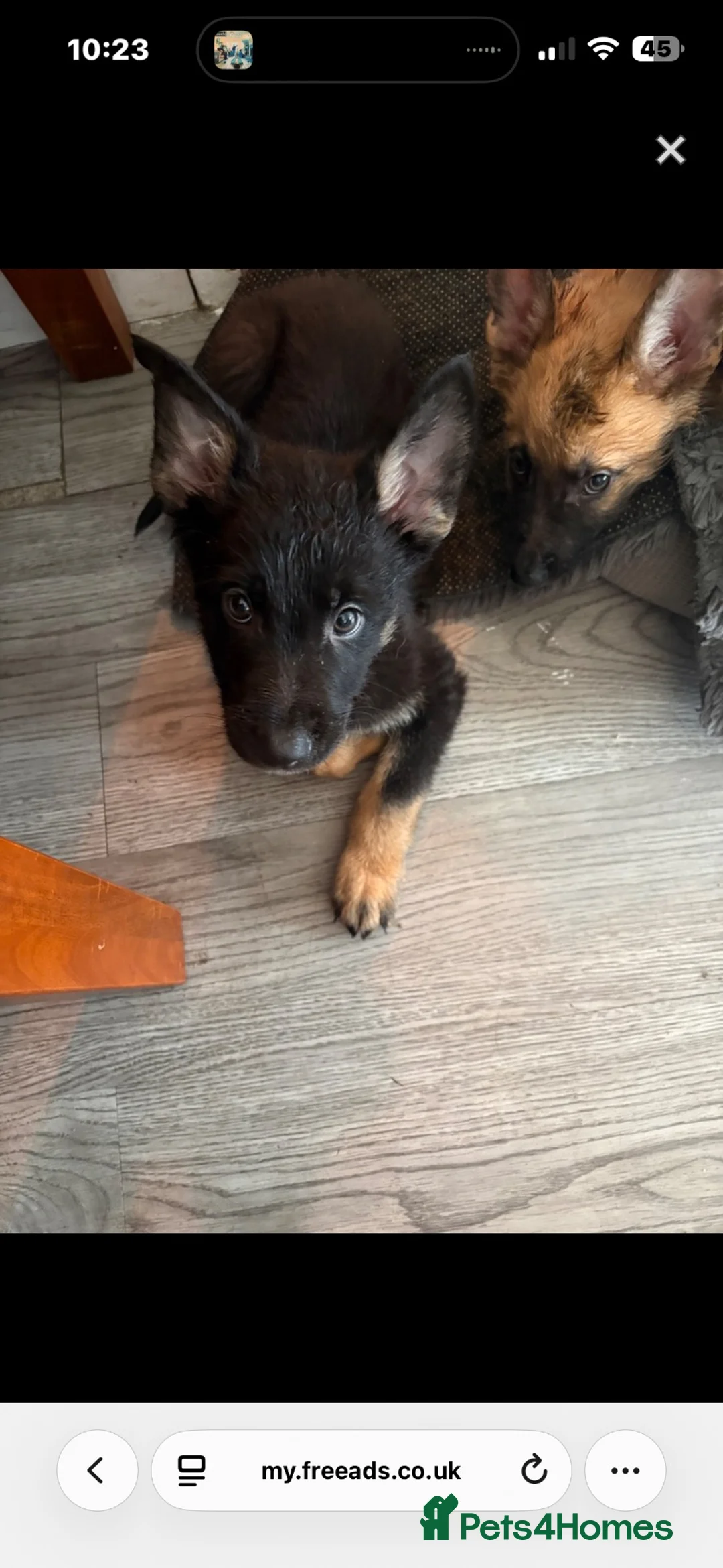 German Shepherd dogs for sale: German shepard - Advert 2
