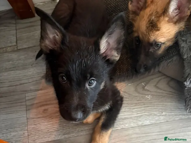 German Shepherd dogs for sale: German shepard - Advert 1