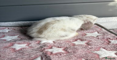 Mini Lop rabbits - Advert 2