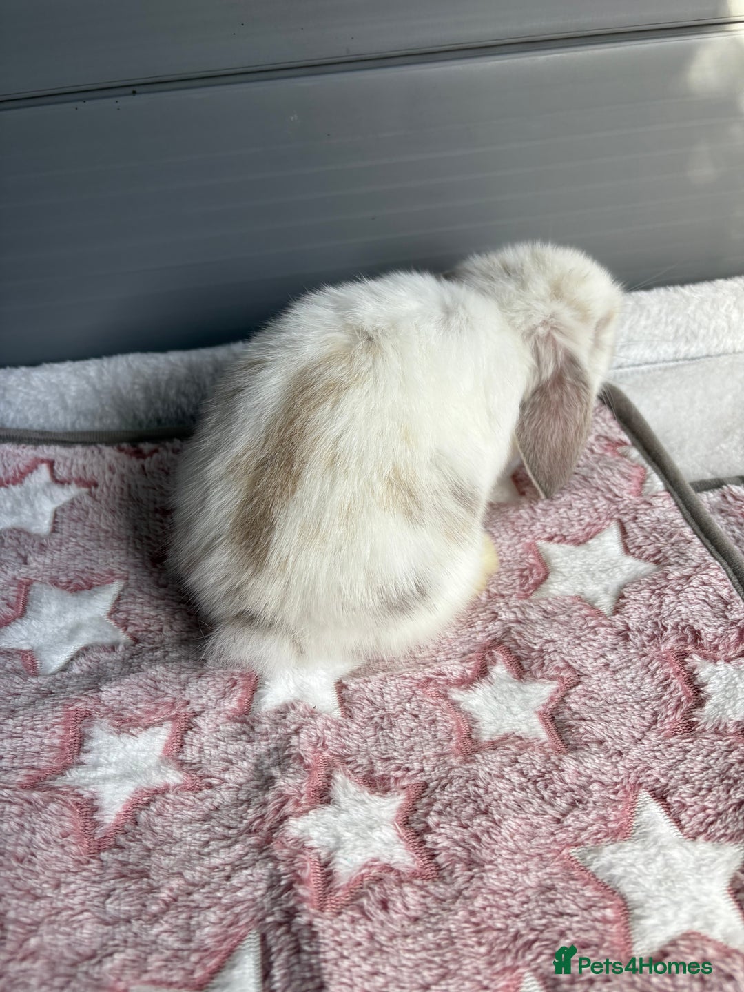 Mini Lop rabbits for sale: Friendly pure bred mini lops  - Image 4