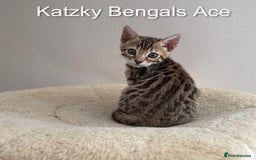 Bengal cats for sale: 😻Tica Best Bengal UK sired Kittens 🏆 🐾 🐱  - Image 1