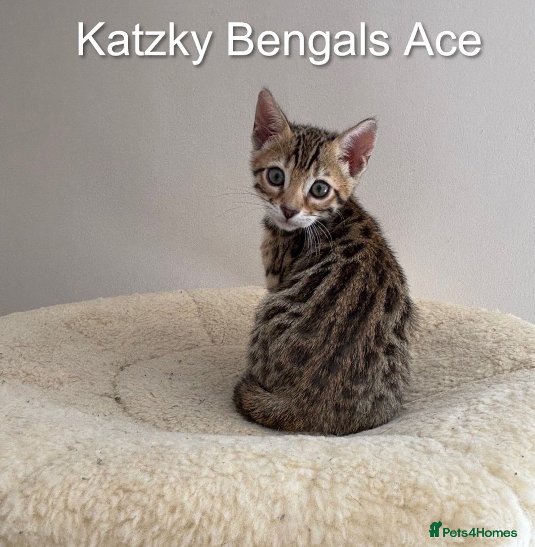 Bengal cats for sale: 😻Tica Best Bengal UK sired Kittens 🏆 🐾 🐱  - Image 1
