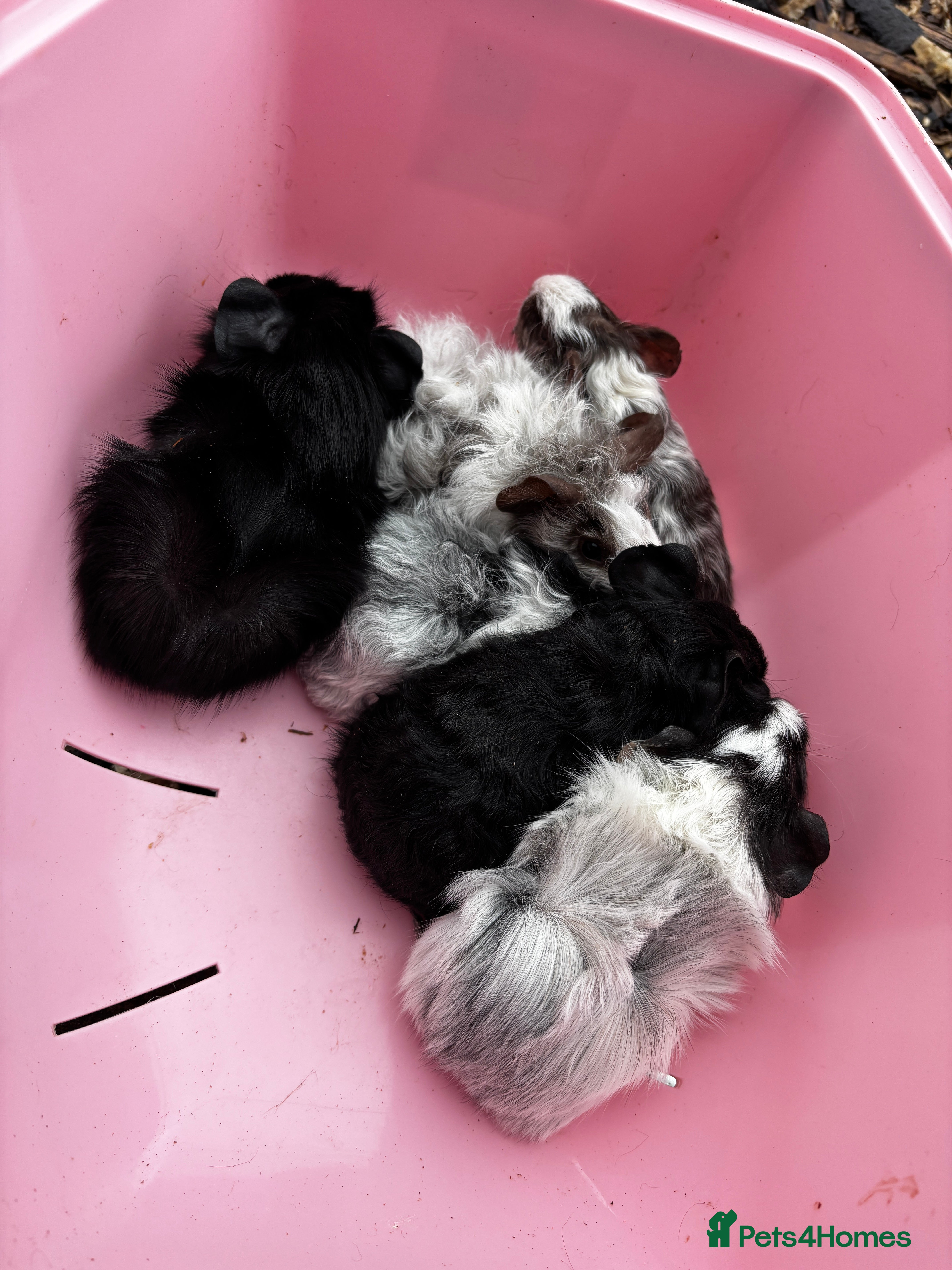 Guinea Pig rodents Male baby guinea pigs for sale ready now  - Advert 3