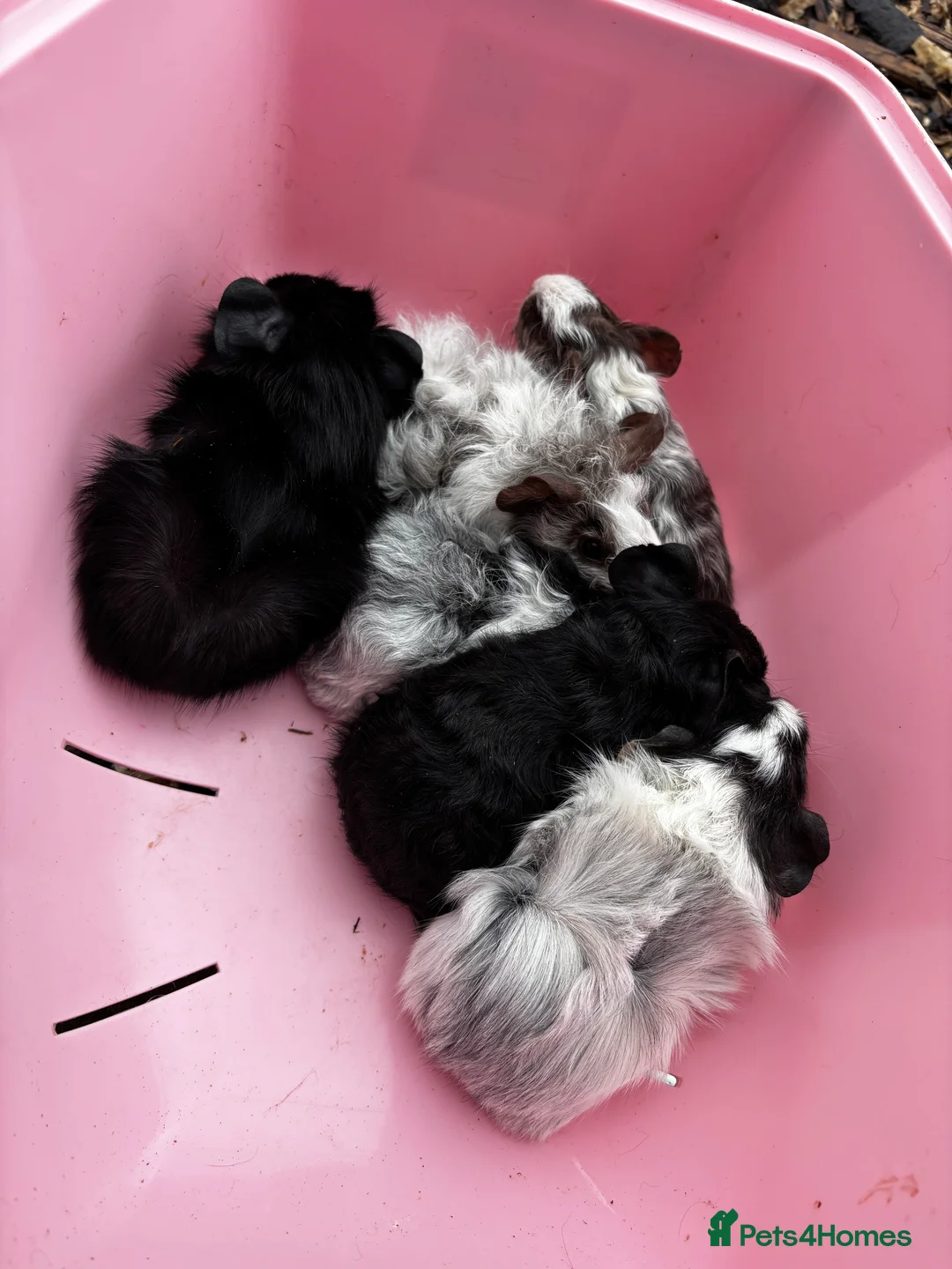 Guinea Pig rodents for sale: Male baby guinea pigs for sale ready now  - Advert 1