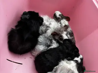 Guinea Pig rodents Male baby guinea pigs for sale ready now - Advert 4