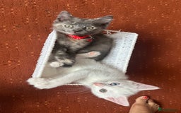 Mixed Breed cats for sale: White Gray and Ragdoll Kittens - Image 20