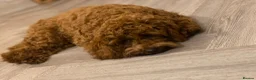 Cavapoo dogs for sale: Fox Red F1 Cavapoo’s  in Halifax - Advert 14