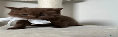 British Shorthair Kitten 3 (chocolate colour) 