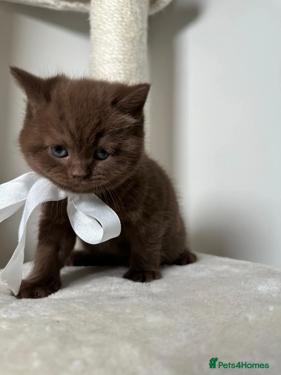 British Shorthair cats for sale: Adorable British Shorthair Kittens for Sale in Lincoln - Advert 7