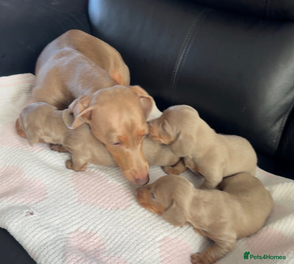 Miniature Dachshund dogs isabella and tan miniature Dachshunds  - Advert 8