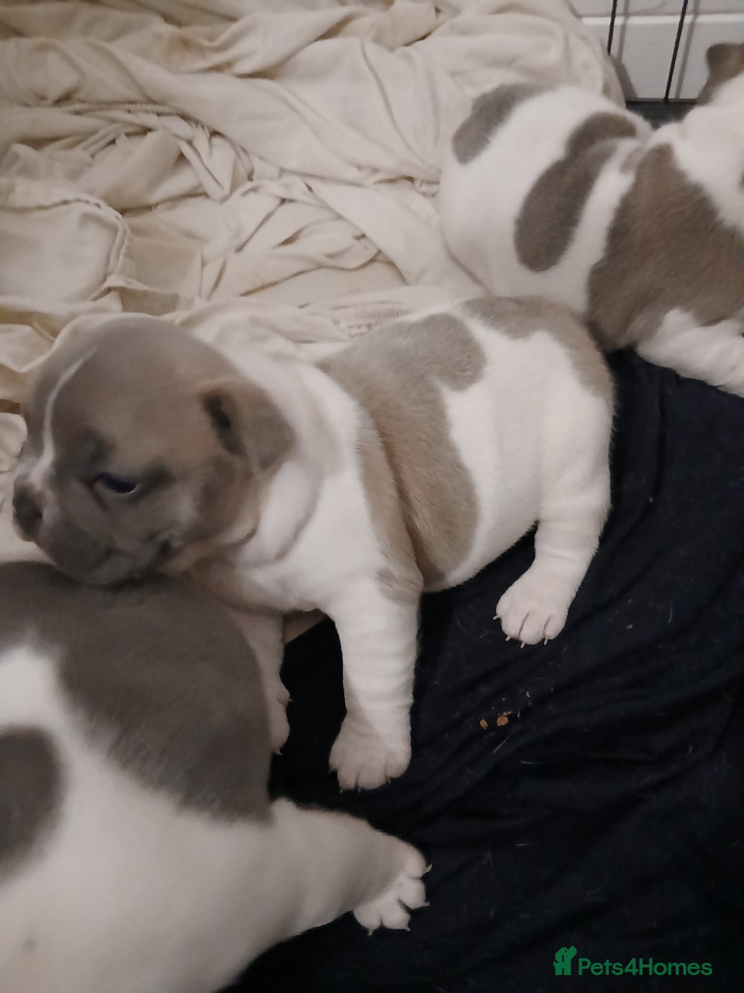 French Bulldog dogs for sale: French bulldog puppies 2 boys 1 girl left in Chatham - Image 21