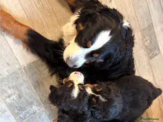 Bernese Mountain Dog dogs Bernese Mountain Dog Puppies - Advert 1