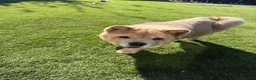 Chow Chow dogs for sale: Female fawn smooth coat chow chow  - Advert 3