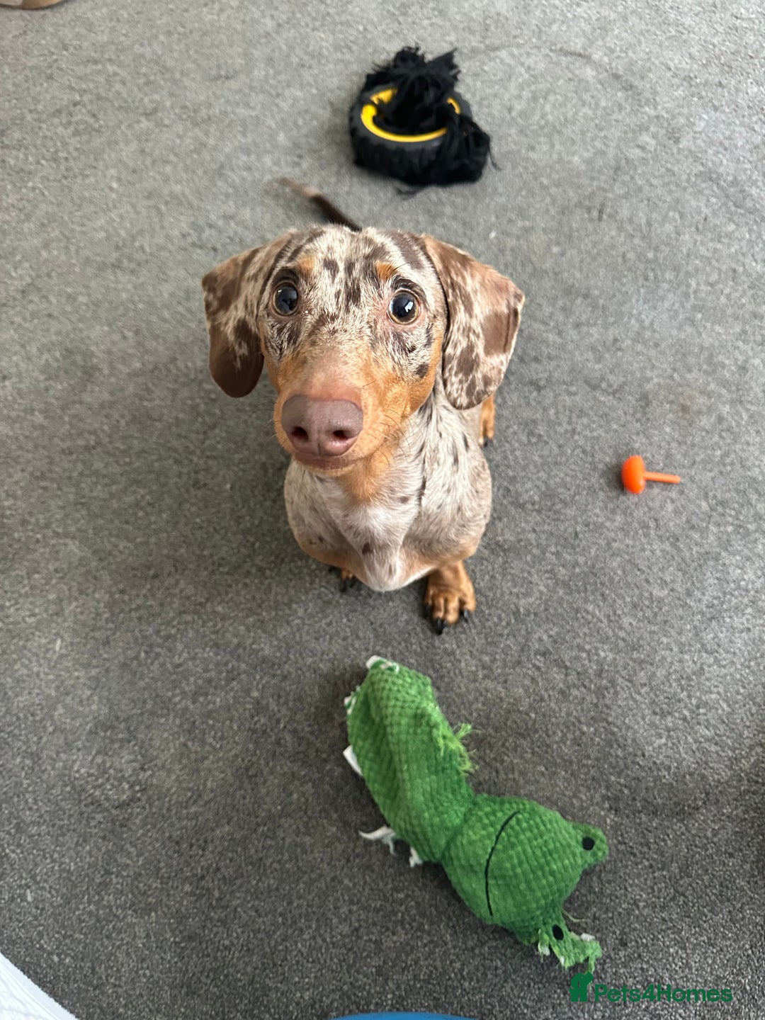 Miniature Dachshund dogs for sale: Miniature Chocolate Dapple Dachshund  - Image 7