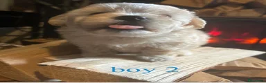 Maltipoo 2