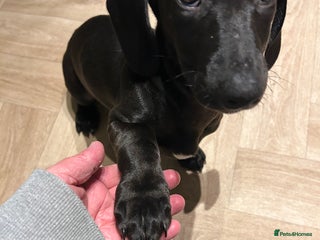 Mixed Breed dogs - Advert 9