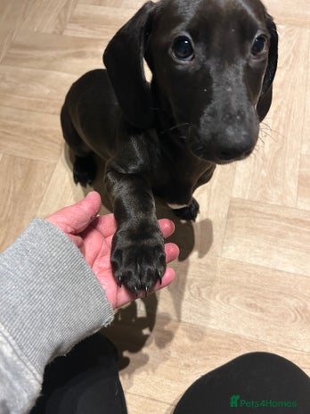 Mixed Breed dogs - Advert 2