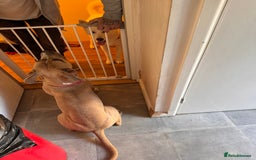 Mixed Breed dogs for sale: Angel - Staffordshire bull terrier cross boxer - Image 13
