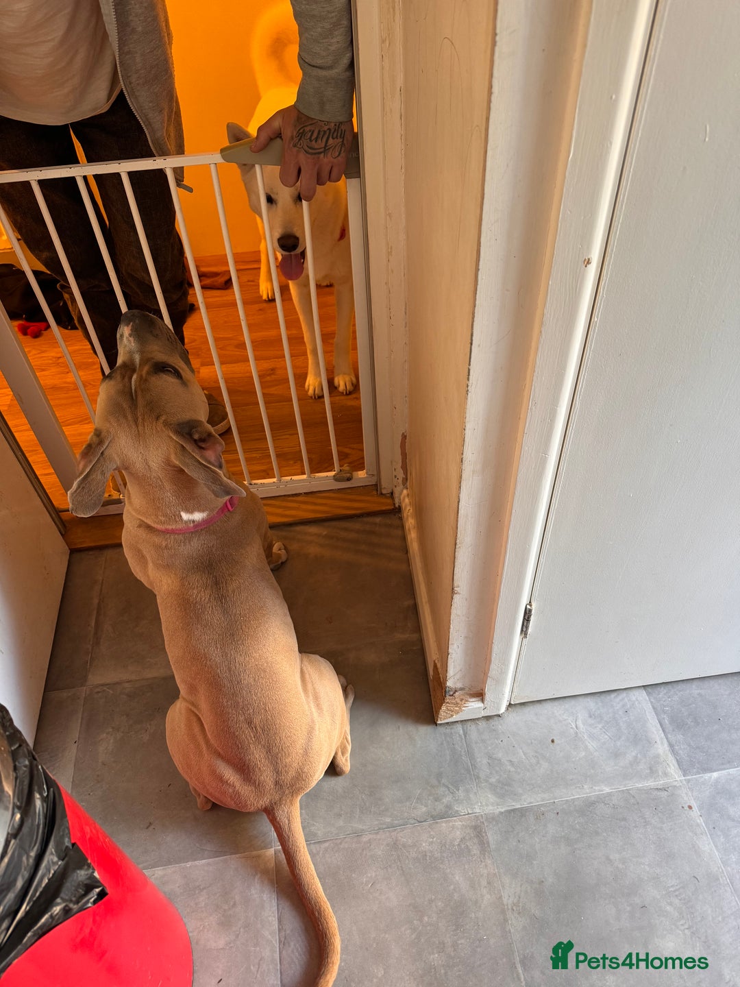 Mixed Breed dogs for sale: Angel - Staffordshire bull terrier cross boxer - Image 13