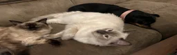 Ragdoll cats for sale: Beautiful ragdoll kittens ready now - Advert 6