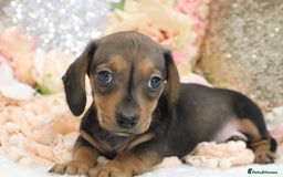 Miniature Dachshund dogs for sale: KC Registered Miniature Dachshund Puppies - Image 16