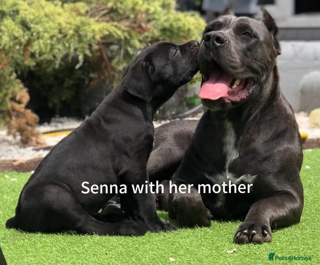 Cane Corso dogs for sale: Meet Senna: Looking for a Loving Home - Image 5