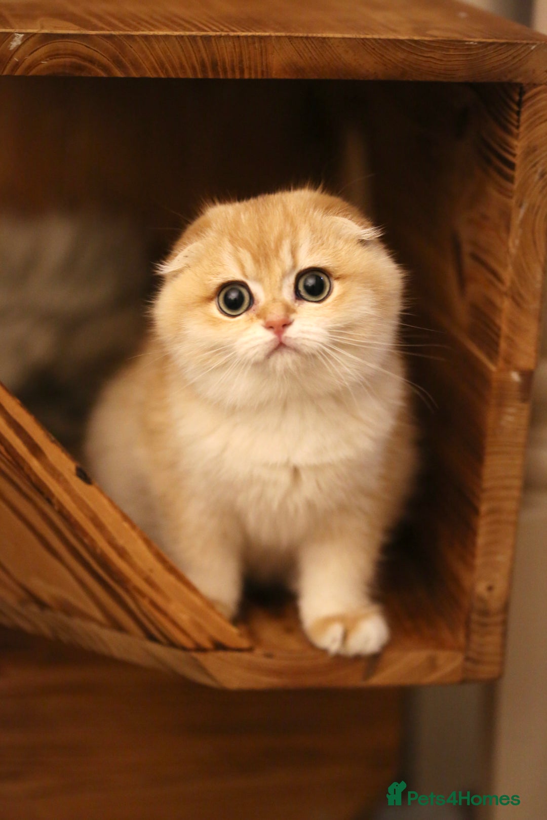Scottish Fold cats for sale: Scottish fold golden kittens NY11 NY12 - Advert 5