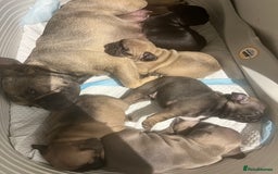 French Bulldog dogs for sale: Lilac French Buldog - Image 15