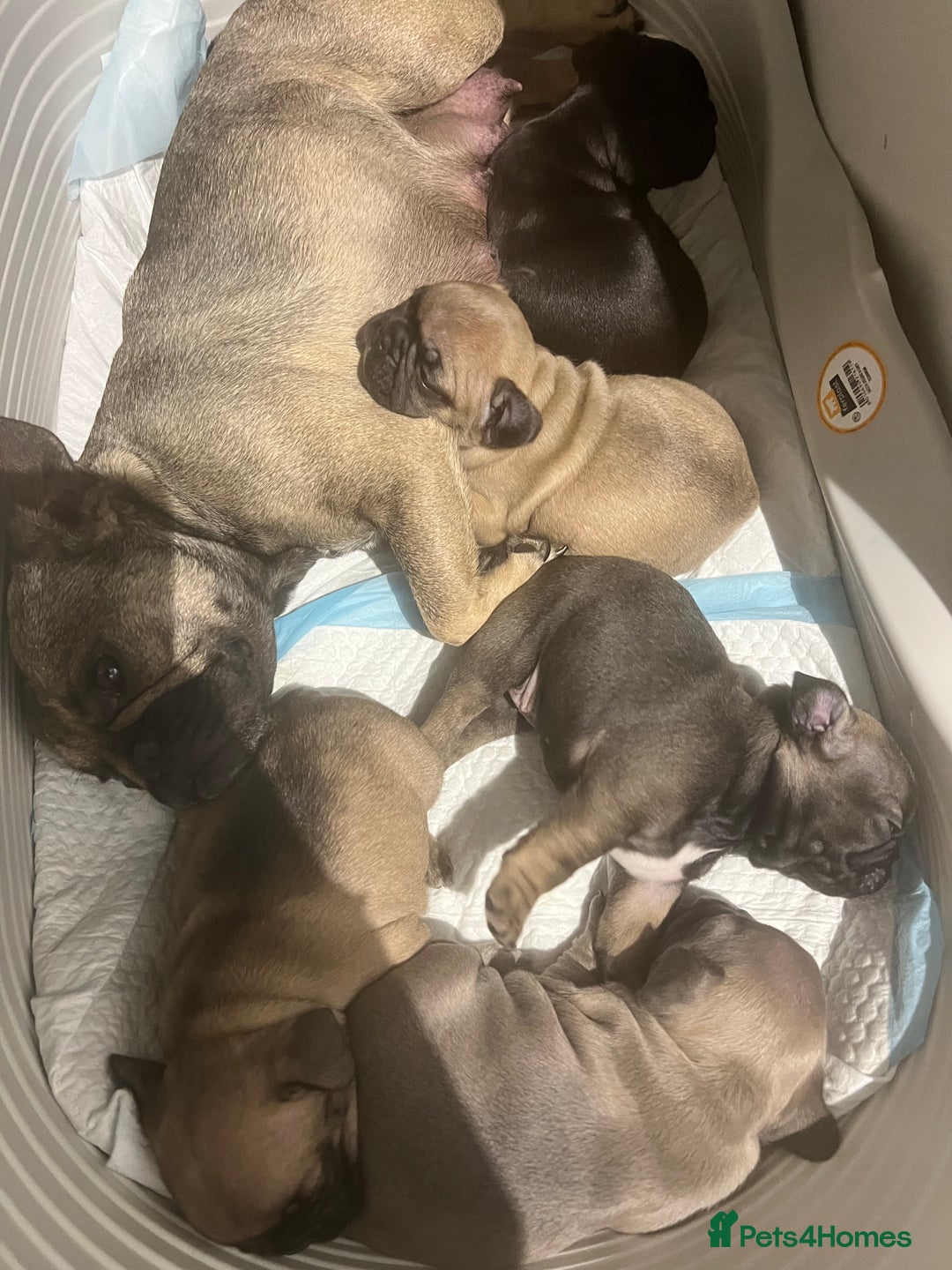 French Bulldog dogs for sale: Lilac French Buldog - Image 15