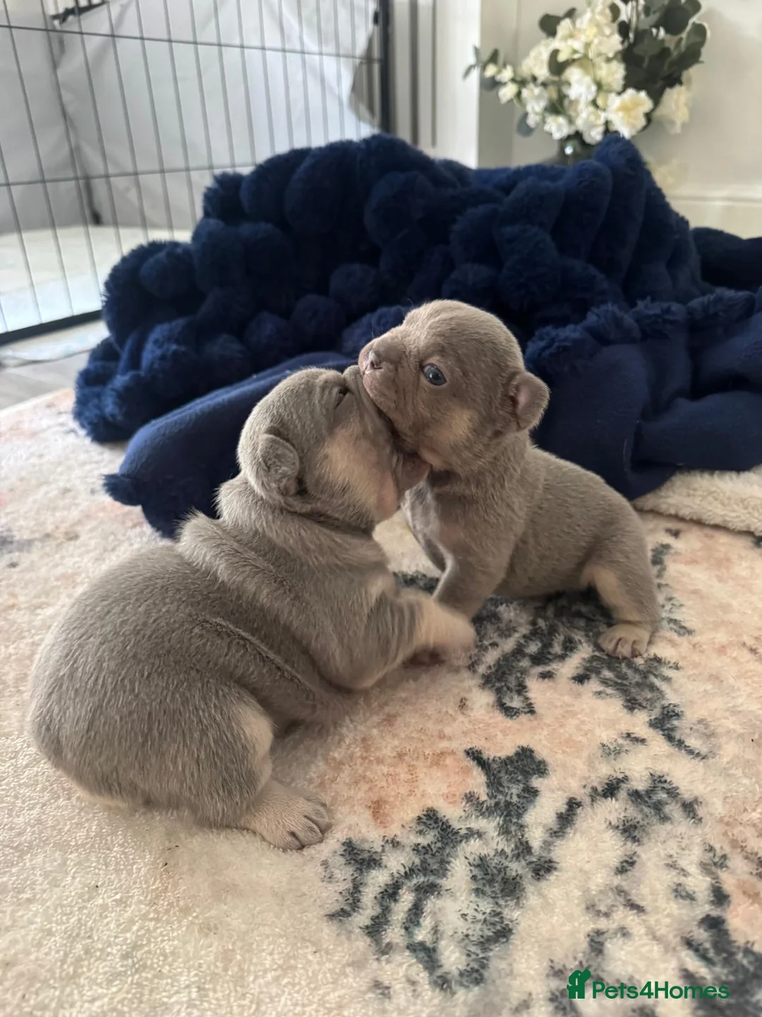 French Bulldog dogs for sale: Lilac & Tan KC Reg French Bulldog puppies  - Advert 3