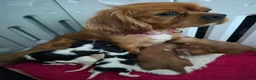 Cavalier King Charles Spaniel dogs for sale: Male Puppy for sale - Advert 6