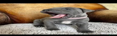 Staffordshire Bull Terrier 4