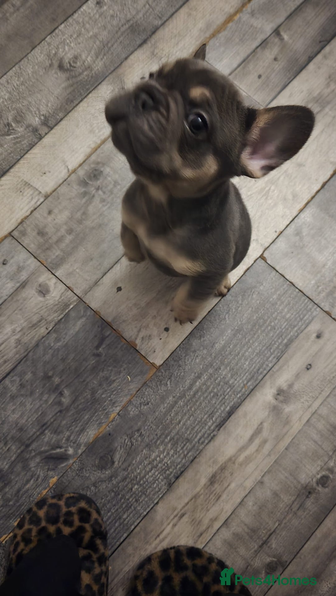 French Bulldog dogs for sale: Beautiful French Bulldog litter  - Image 7