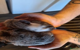 Guinea Pig rodents for sale: Bonded pair female baby guinea pigs  - Advert 2