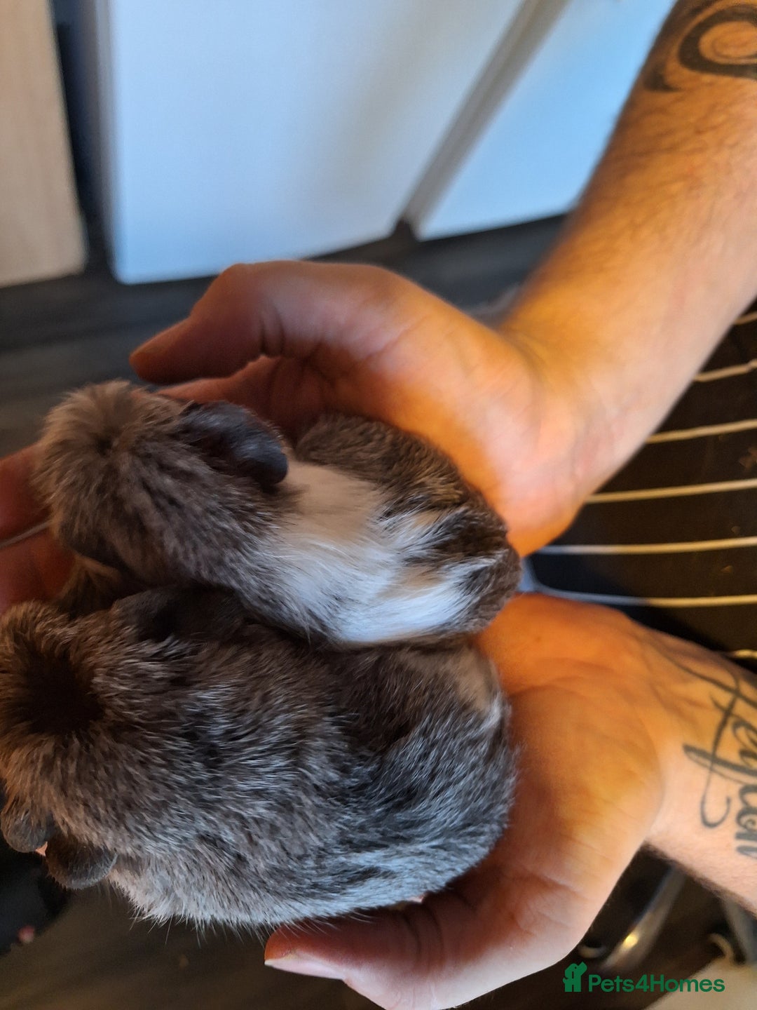 Guinea Pig rodents for sale: Bonded pair female baby guinea pigs  - Advert 2