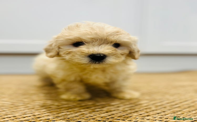 Maltipoo dogs - Advert 1
