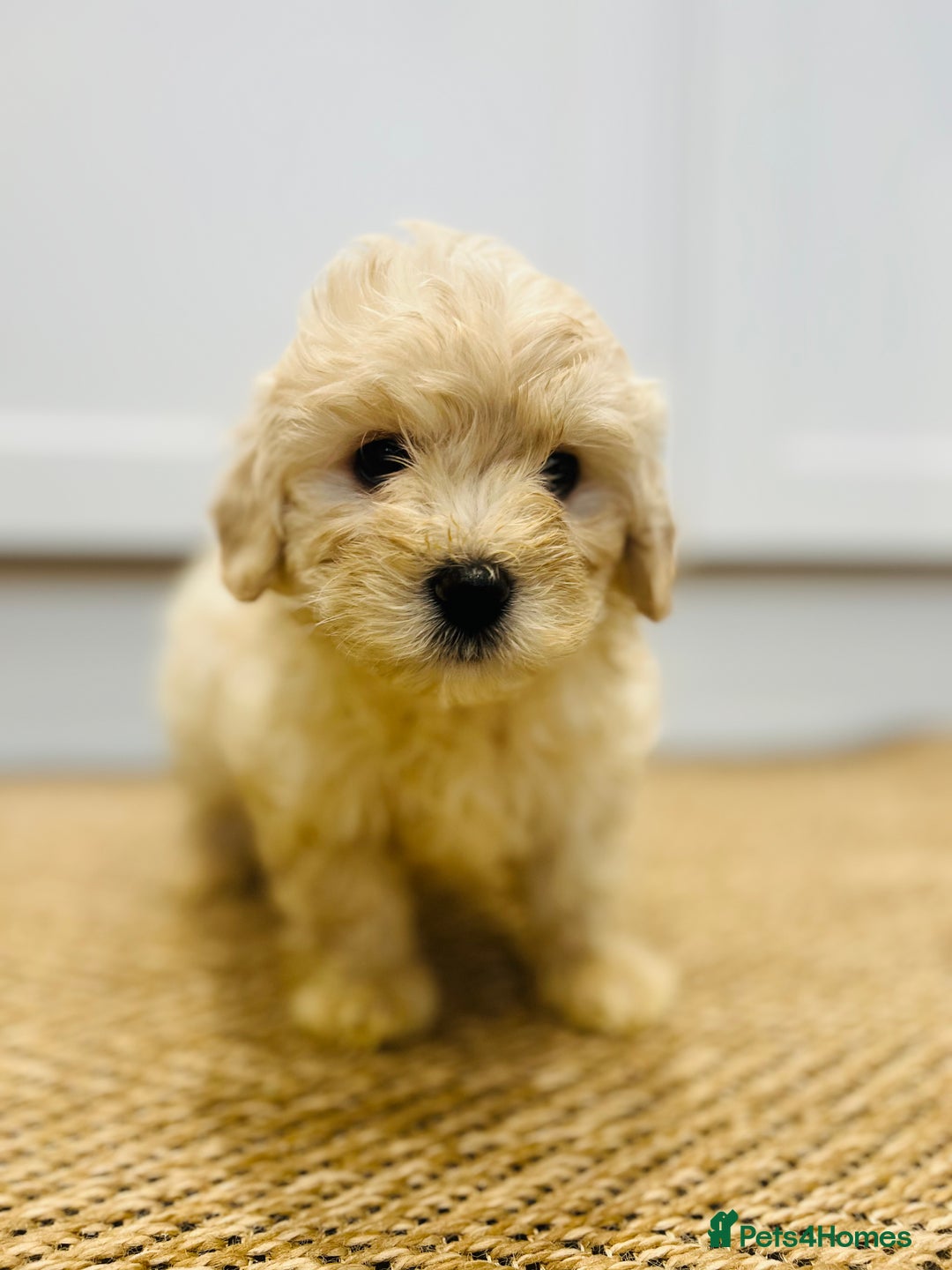 Maltipoo dogs for sale: *1 Girl Available *READY TO LEAVE THIS WEEKEND* - Image 1