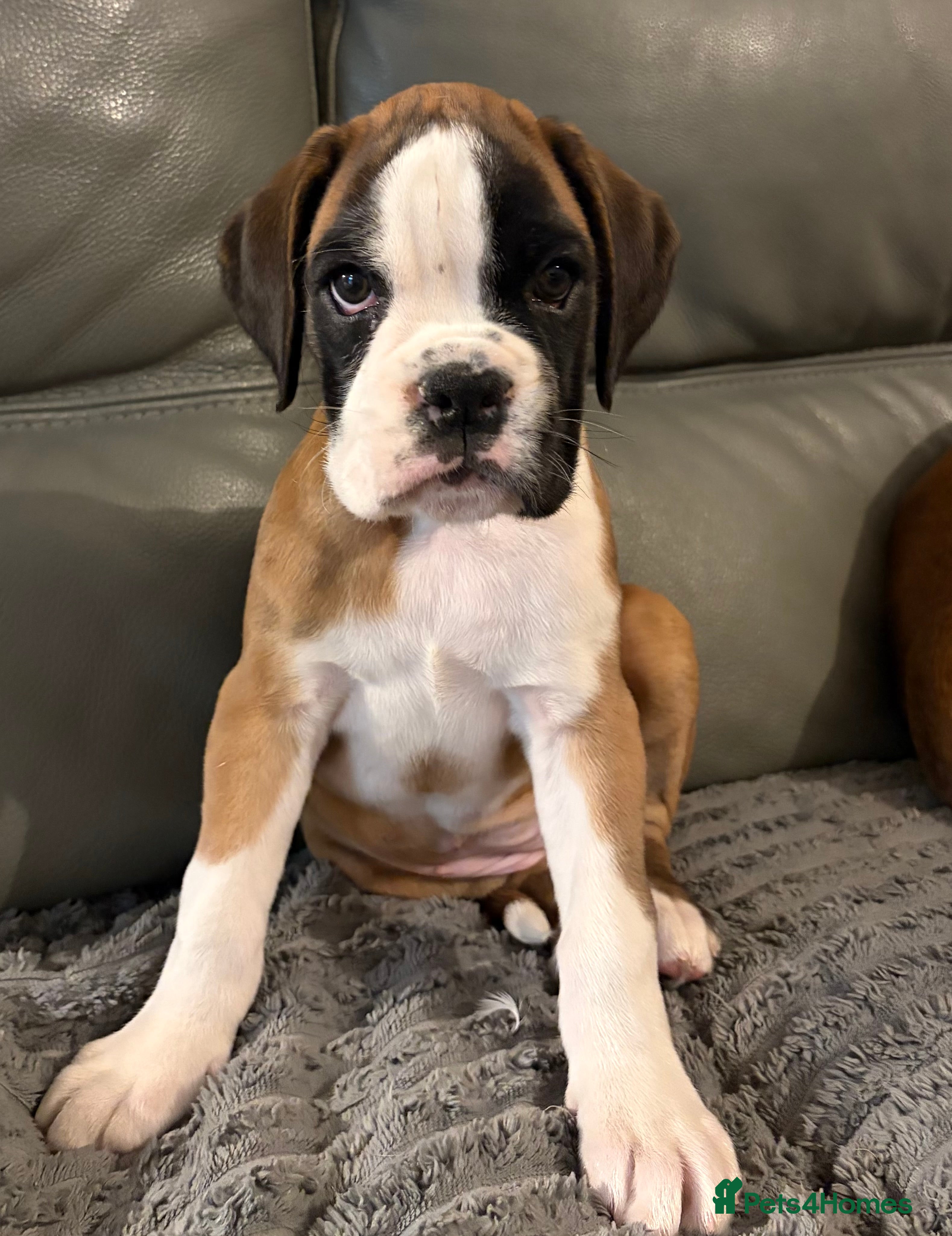 Boxer dogs  ⭐️ Fully health checked KC registered ⭐️ - Advert 1