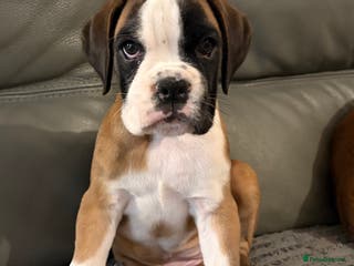 Boxer dogs ⭐️ Fully health checked KC registered ⭐️ - Advert 1