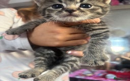 Bengal cats for sale: 3 bengal x cross kittens  - Image 1