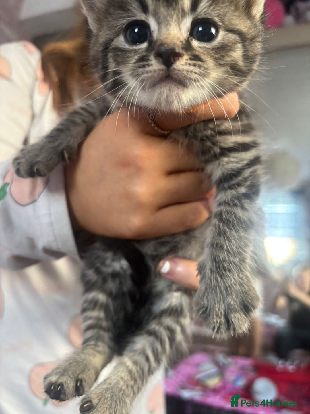 Bengal cats for sale: 3 bengal x cross kittens  - Image 1