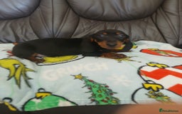 Dachshund dogs for sale: Dachshund puppies - Image 7