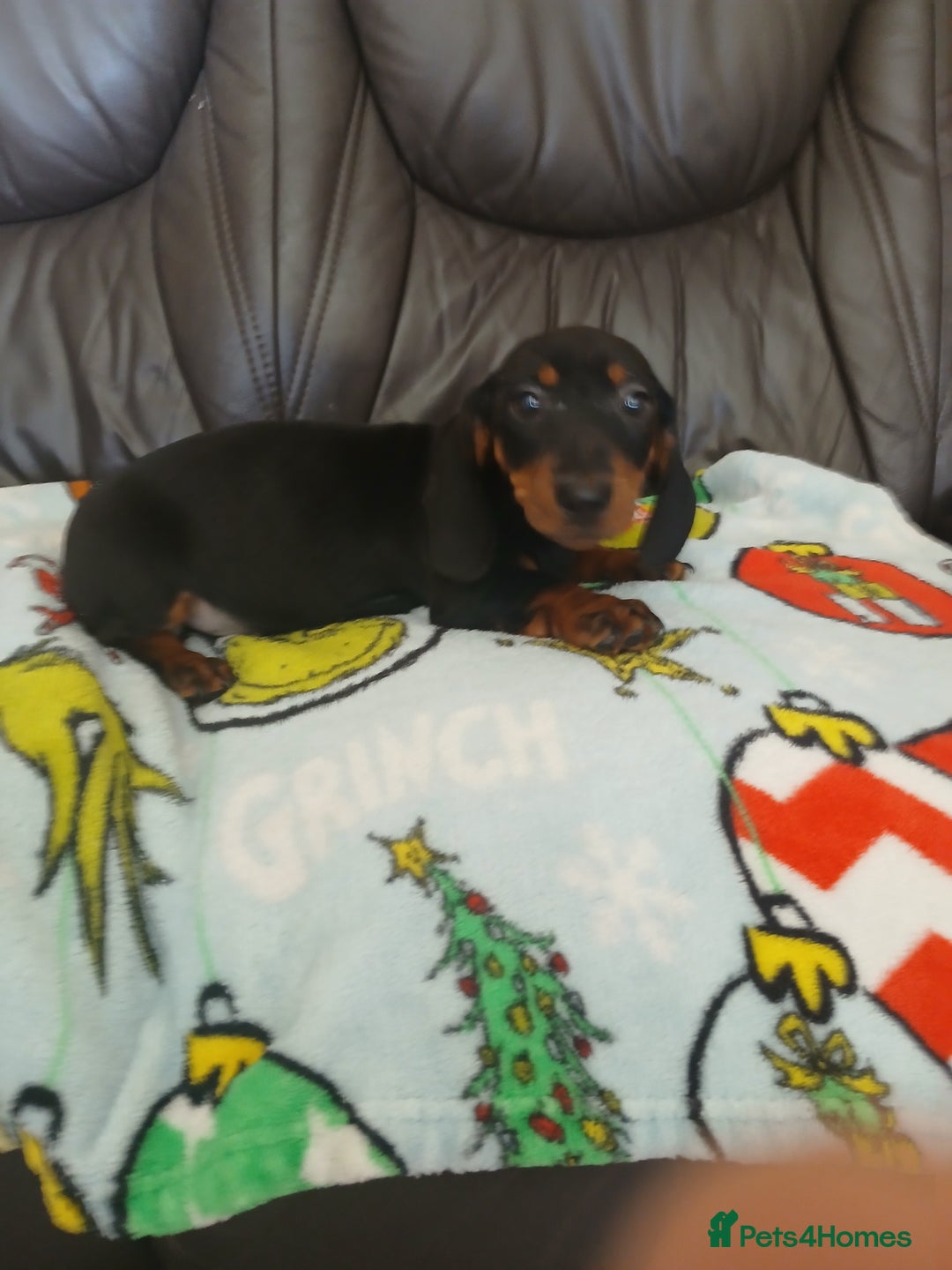 Dachshund dogs for sale: Dachshund puppies - Image 7