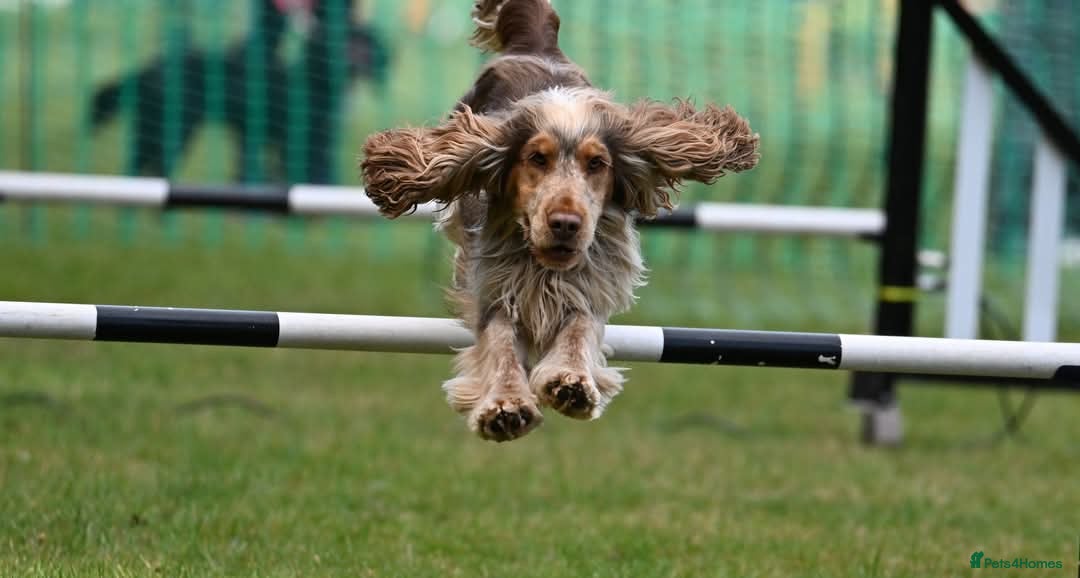 Cocker Spaniel dogs for sale: Chocolate Roan & Tan Cocker Spaniel Girl - Image 6