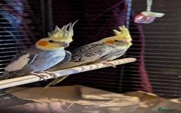 Cockatiels birds for sale: Cockateils  - Image 2