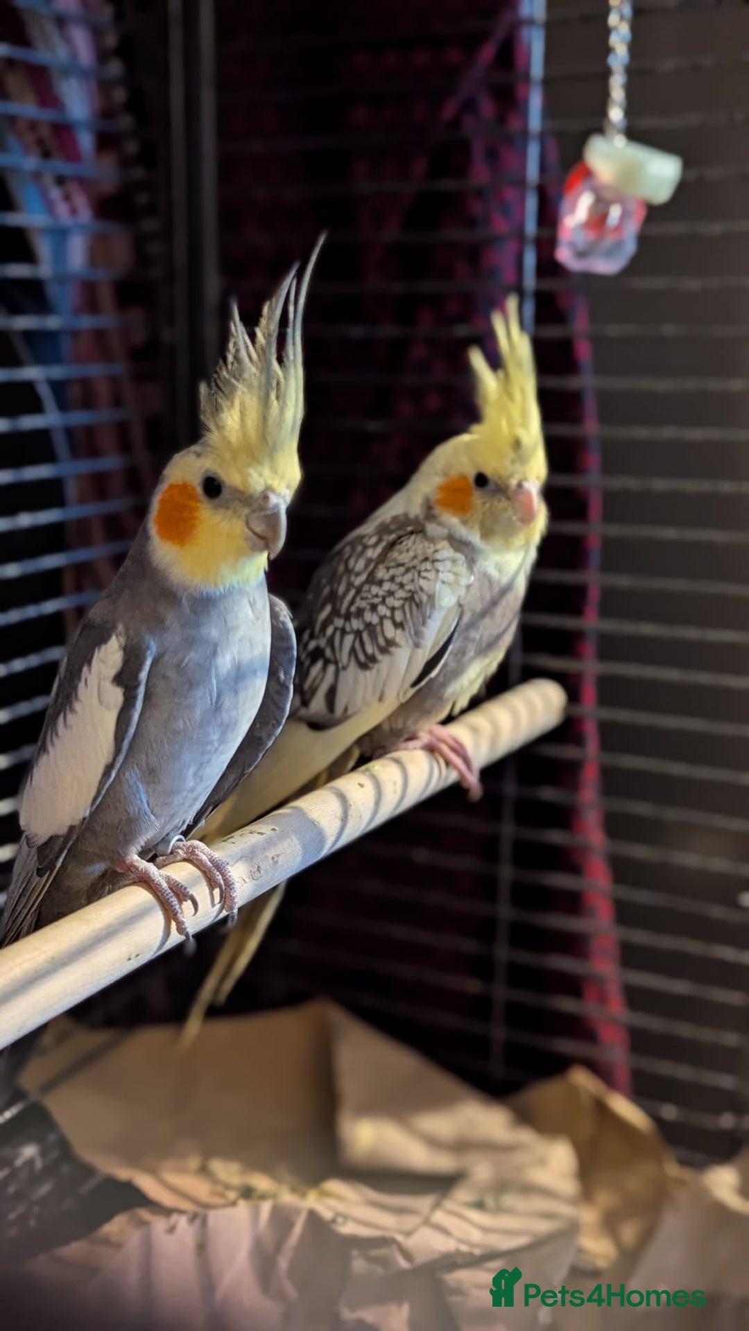 Cockatiels birds for sale: Cockateils  - Image 2