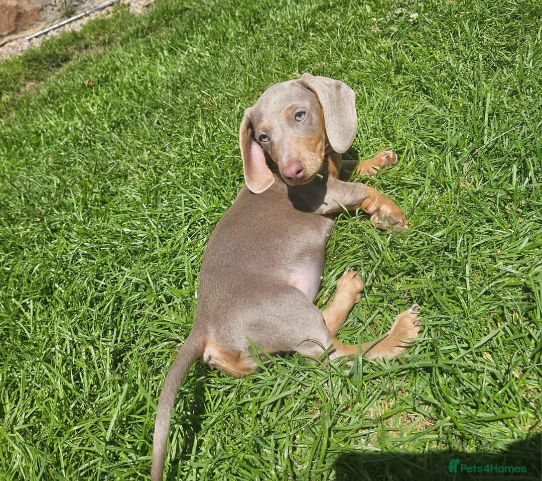 Miniature Dachshund dogs for sale: Miniture dachshund puppys  in Turriff - Image 3