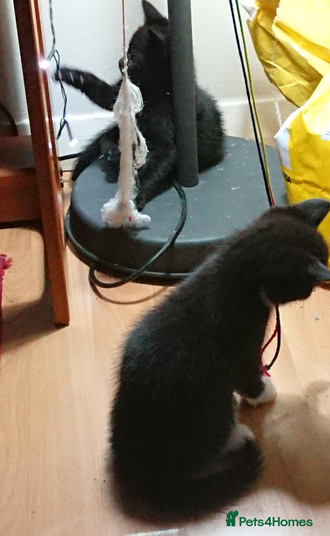 Mixed Breed cats for sale: Beautiful litter of 5 kittens 3 girls 2 boys - Advert 12