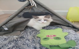 Ragdoll cats for sale: Ragdoll Kittens - Image 6