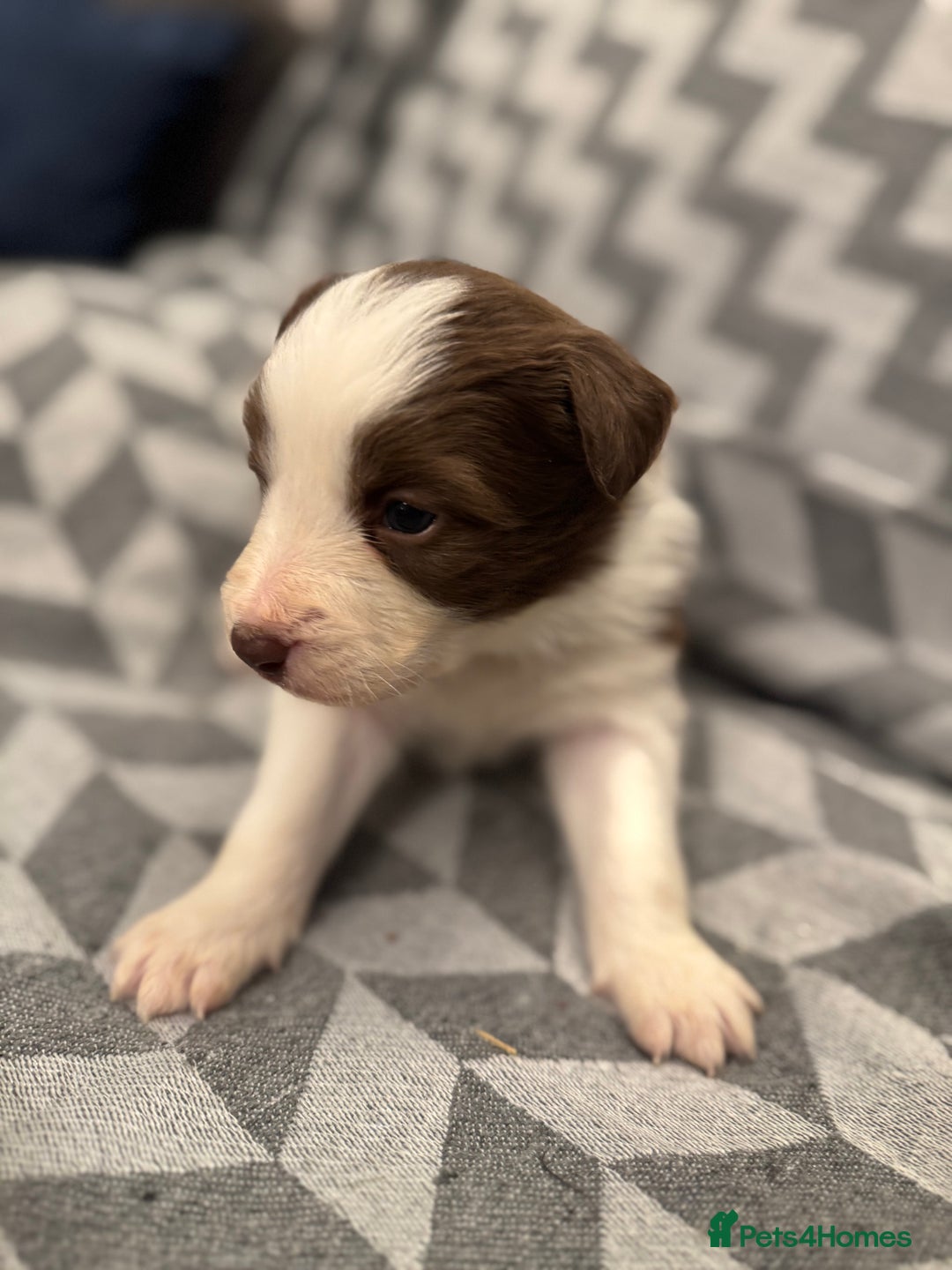 Border Collie dogs for sale: KC Reg (Pending) Border Collie Puppies For Sale - Advert 17